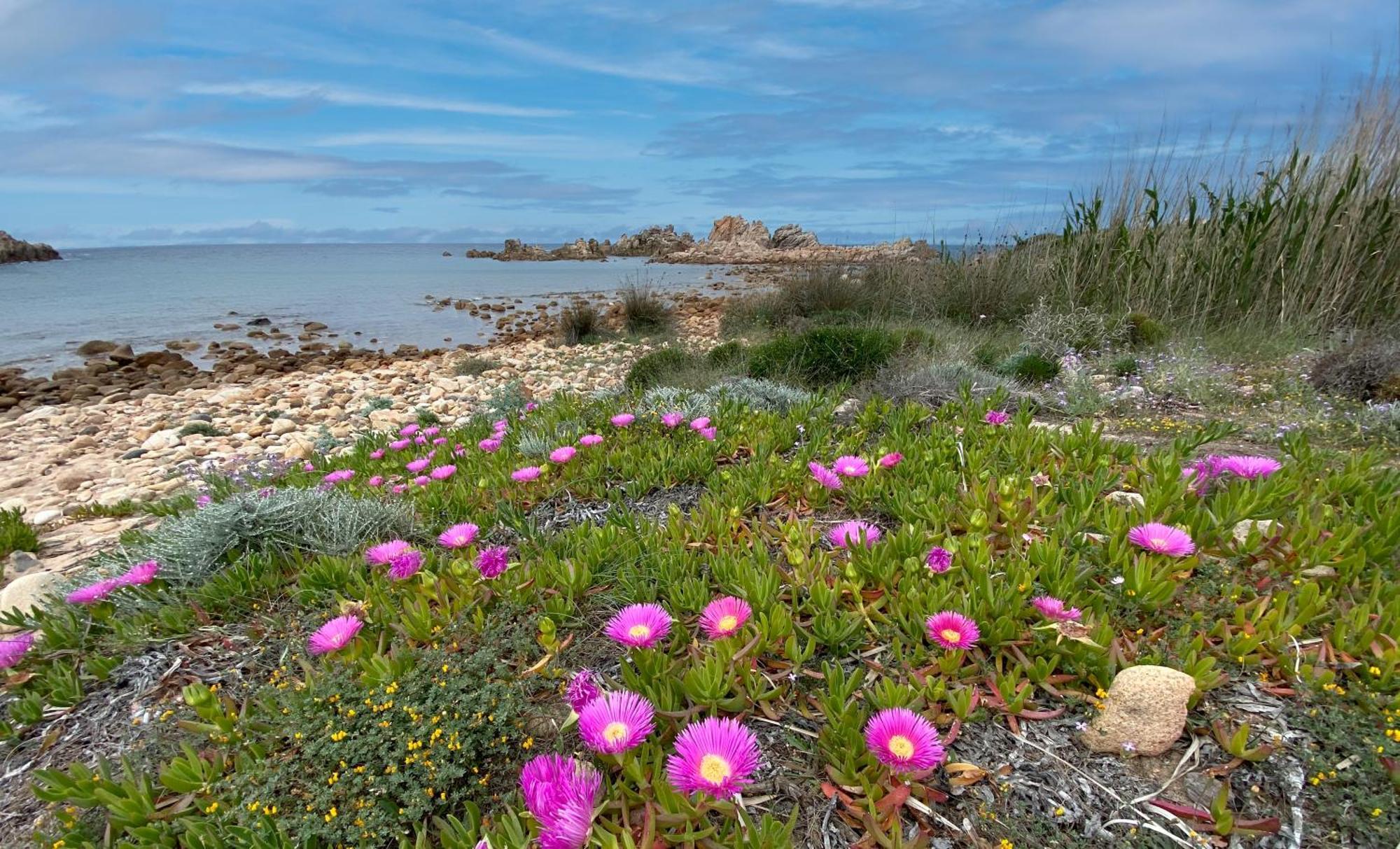 Gli Oleandri Di Calarossa - 5M Walk To The Beach Изола-Росса Экстерьер фото